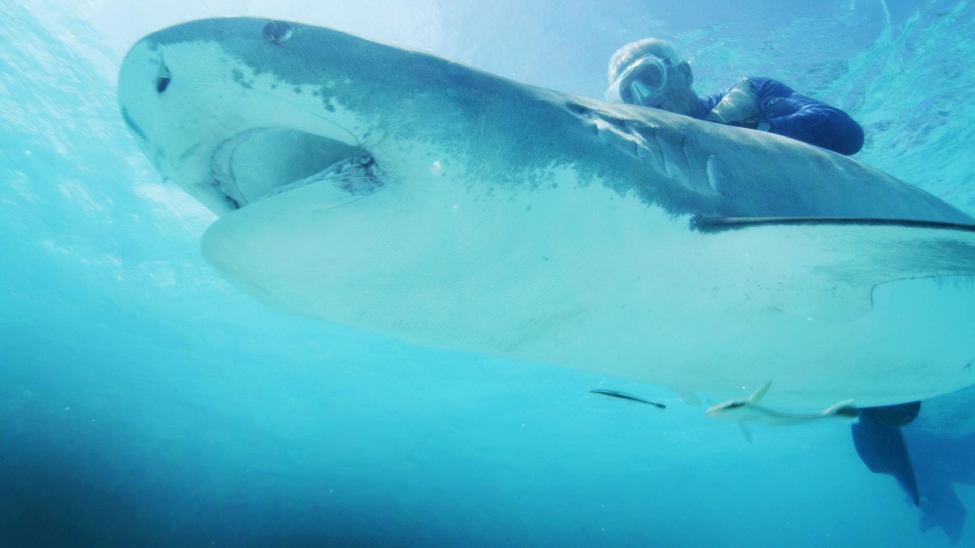 River Monsters - Series 8 - Episode 4 - ITVX